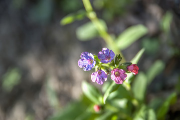 Pulmonaria officinalis in the forest
