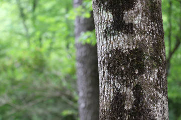 Tree Hugger Love