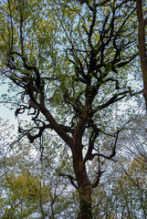 Branchy tree blue sky background