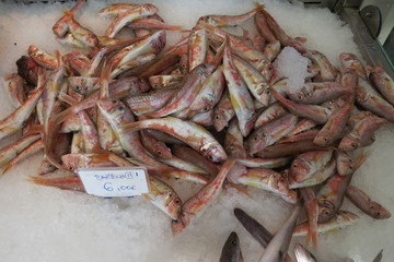 Surmullet (Rotbarbe)