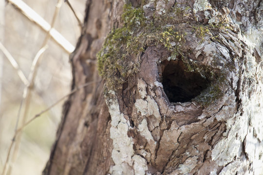 I "heart" Trees!