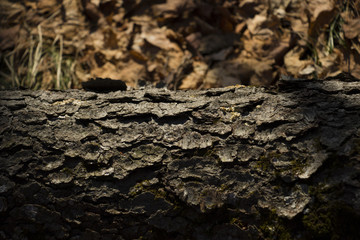 Indian Summer Textures