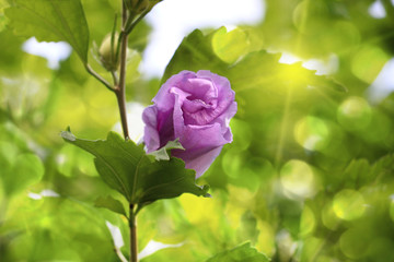 Purple Bush Flower