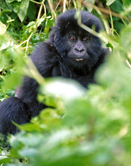 Mountain gorilla, Volcano National Park, Rwanda