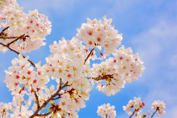 Cherry blossoms in full bloom
