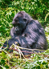 Mountain gorilla, Volcano National Park, Rwanda