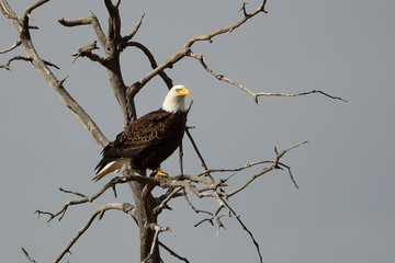 Bald Eagle tree