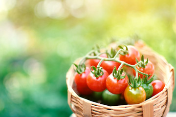Group of tomato blur bokeh background ,selective and soft focus