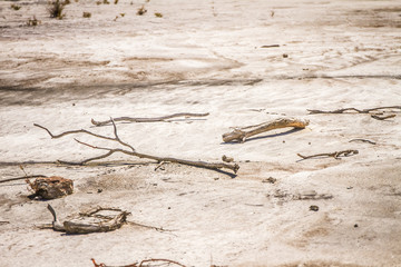 dried and dead tree sticks and branches