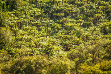 silver fern trees growing in rainforest, New Zealand