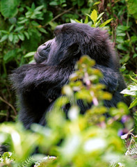 Mountain gorilla, Volcano National Park, Rwanda