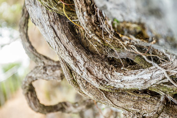 old tree branch closeup, wooden background