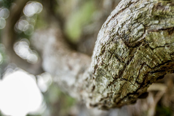old tree branch closeup, wooden background