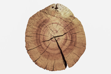 Wood grain texture of old tree stump with cracks in brown tone isolated