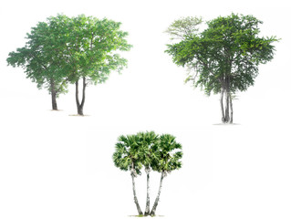 trees isolated on white background