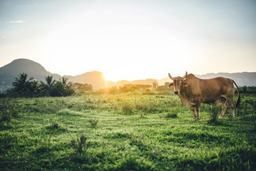 Cow in a tropical pasture