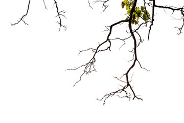 tree branches isolated on white background