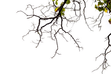 tree branches isolated on white background