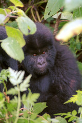 Mountain gorilla, Volcano National Park, Rwanda