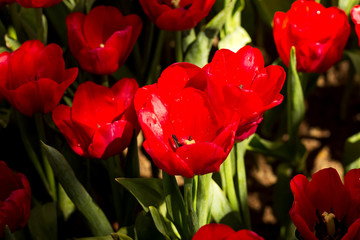 Tulip. Beautiful colorful tulips