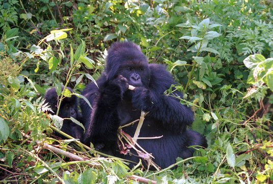 Mountain gorillas, Volcano National Park, Rwanda