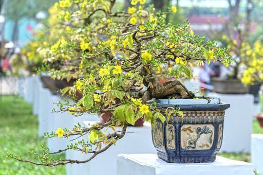 Apricot bonsai tree blooming in spring with yellow flowering branches curving create unique beauty of spring in Vietnam