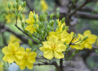 Apricot flowers blooming in Vietnam Lunar New Year with yellow blooming fragrant petals signaling spring has come, this is the symbolic flower for good luck in New Year's Day