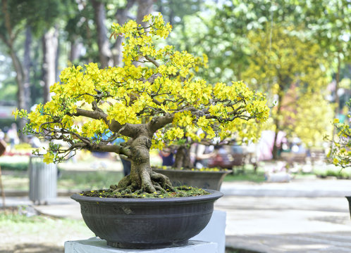 Apricot bonsai tree blooming in spring with yellow flowering branches curving create unique beauty of spring in Vietnam