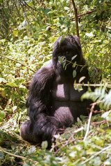Mountain gorilla, Volcano National Park, Rwanda