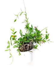 green ivy in flowerpot isolated on white background