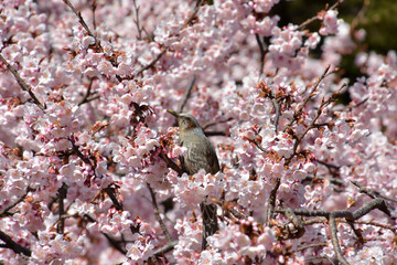 Bulbul (passerine songbird) perched on cherry tree (Cherry Blossoms)