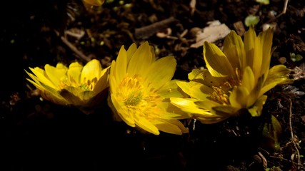 Yellow flowers of Far East Amur adonis (Adonis ramosa) in japanese early spring