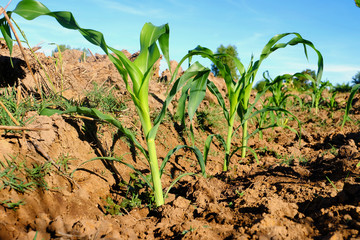 baby corn growing on field
