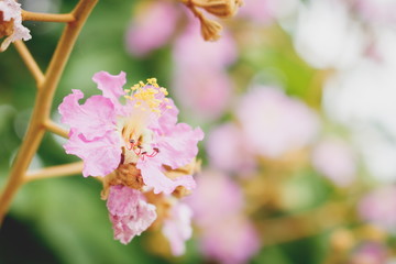 Pink Queen's crape myrtle flower (Lythraceae family)