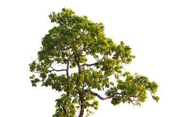Iron wood tree is deciduous isolated on white background (Pyinka