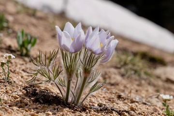 Close up of Pulsatilla or Pasque flower. Independece Pass near Aspen. Colorado. United States.