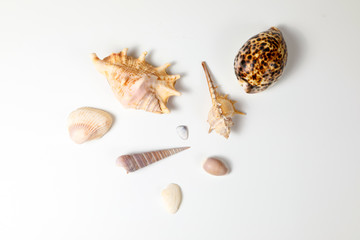 Sea Shell variety