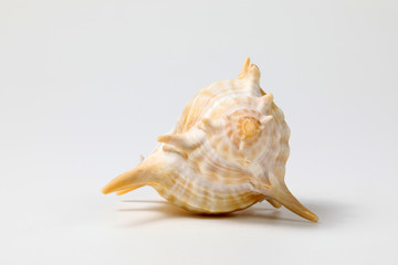 Sea Shell variety
