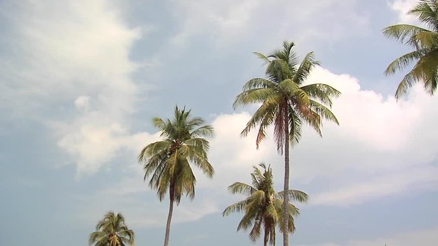 Palm Trees on Ao Loh Da Lam Beach