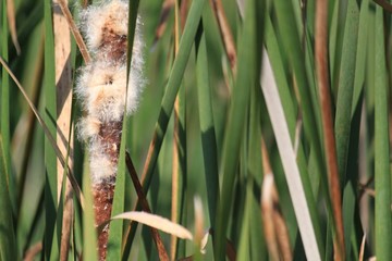 Close-up of flowering cattail in swamp amongst fall landscape.