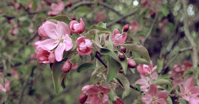 Flowers. Blooming apple tree. Background.