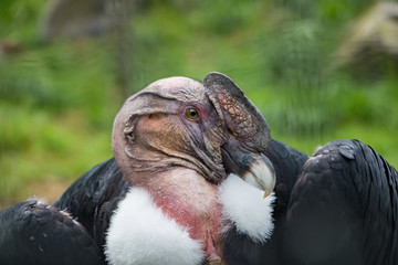 Condor des Andes en gros plan