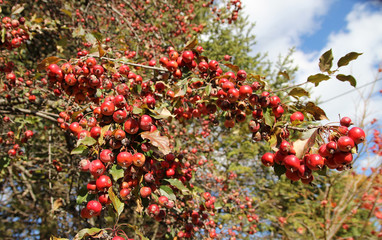 Tree branch with wild red apples