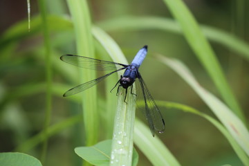トンボ © ehime2020