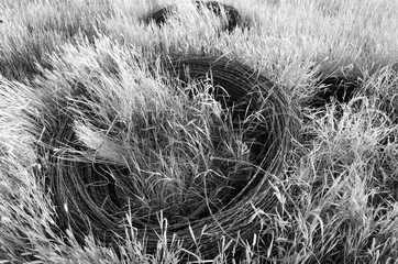 rusty Barbwire coil on the prairies