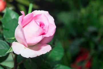 beautiful purple rose flower in Thailand garden
