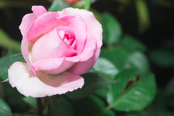 beautiful purple rose flower in Thailand garden
