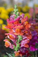 Colorful snapdragon flower Blooming in the garden
