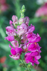 Colorful snapdragon flower Blooming in the garden 