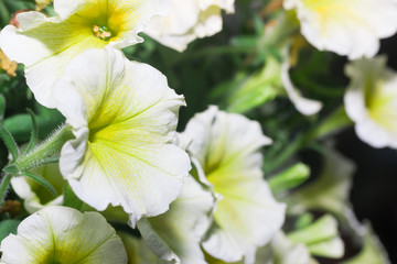 White Flower Blooming in the garden    
                     